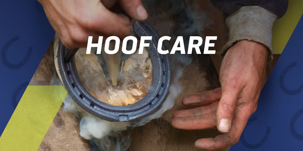 Choosing the Right ClipOn Horse Shoes A Buyer's Guide Scone Equine Group