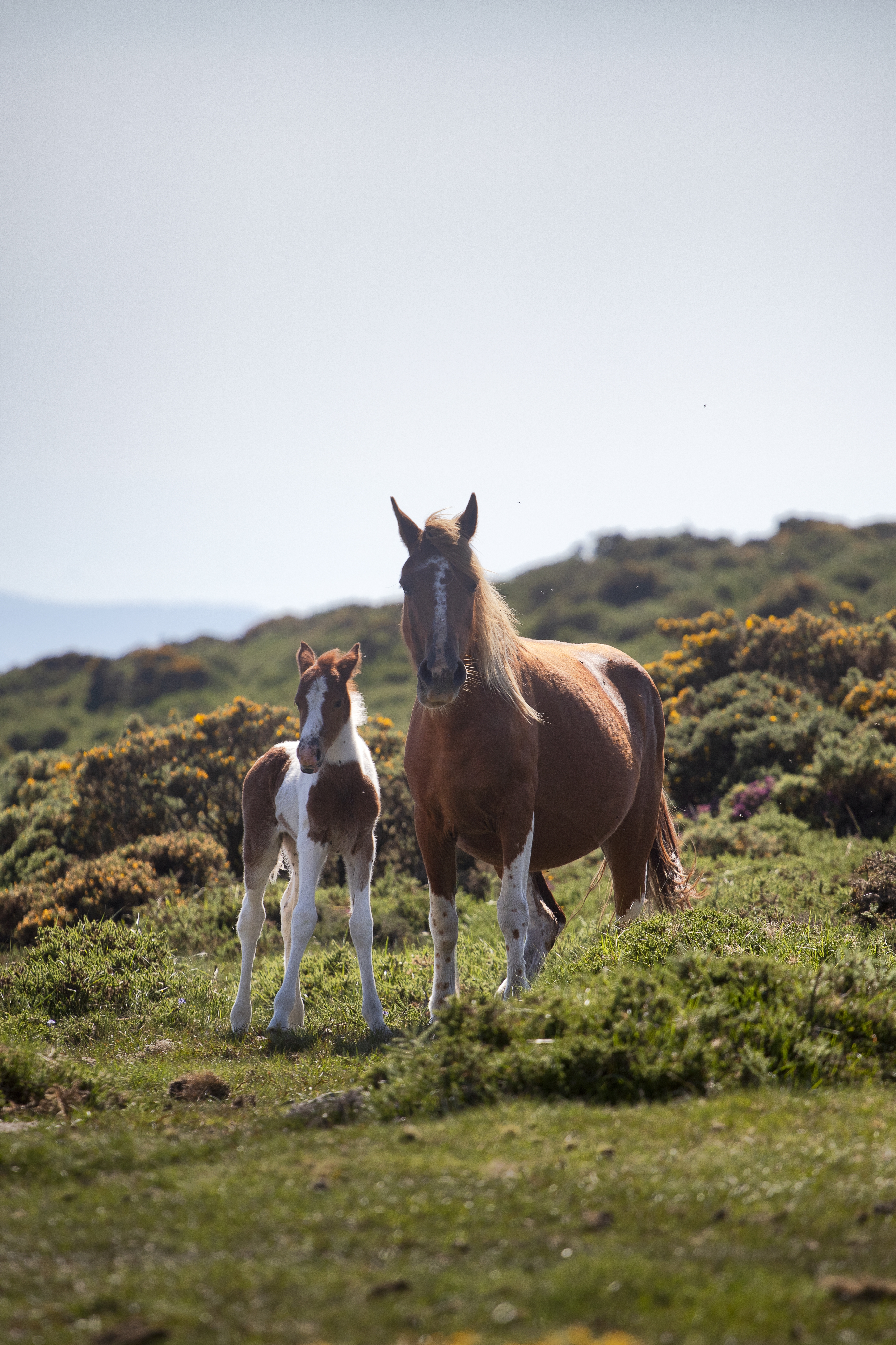 Guide to Deworming Your Horse