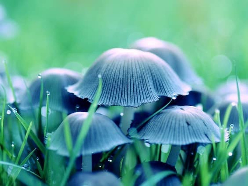 Fungi Appear To Talk: A Mushroom Language Similar to Humans?