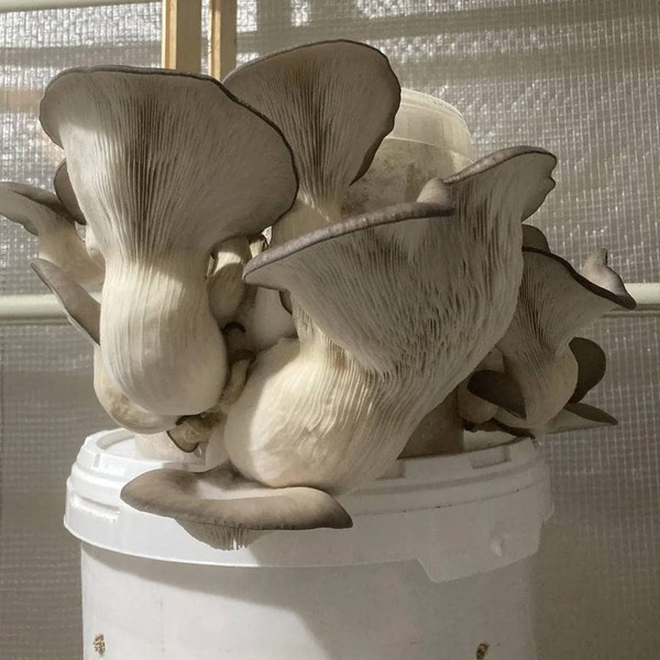 https://cdn11.bigcommerce.com/s-cj1hz3pz46/images/stencil/1000x600/uploaded_images/image-of-oyster-mushrooms-to-growing-in-buckets-and-containers-oyster-species-of-mushrooms-for-bucket-cultivation.jpg?t=1682048013