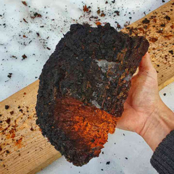 Benefits of Chaga Mushroom: Foraging, Preservation, And Consumption Benefits of Chaga Mushroom: Foraging, Preservation, And Consumption