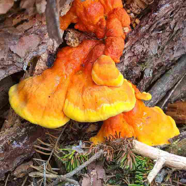 Lobster Mushrooms: Discover Maine's Other Lobster & Its Culinary Versatility Lobster Mushrooms: Discover Maine's Other Lobster & Its Culinary Versatility