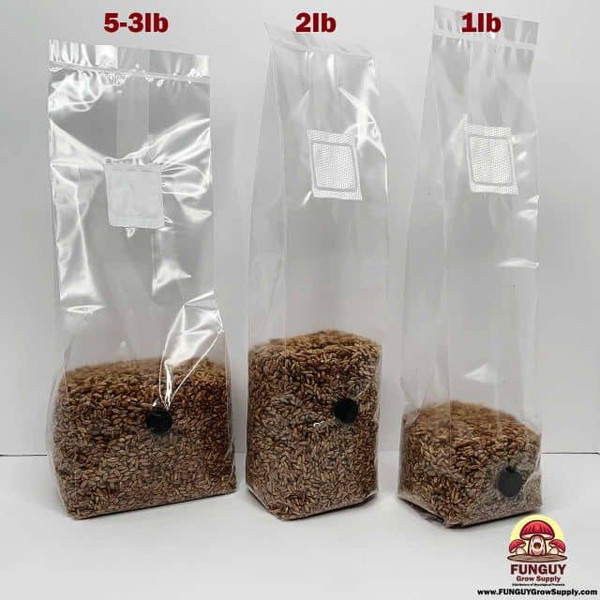 Mushroom Grain Spawn: Ultimate Guide to Home Cultivation Mushroom Grain Spawn: Ultimate Guide to Home Cultivation