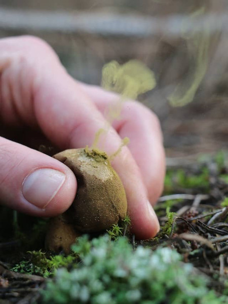 Mushroom Spores vs. Spawn: Unveiling the Difference