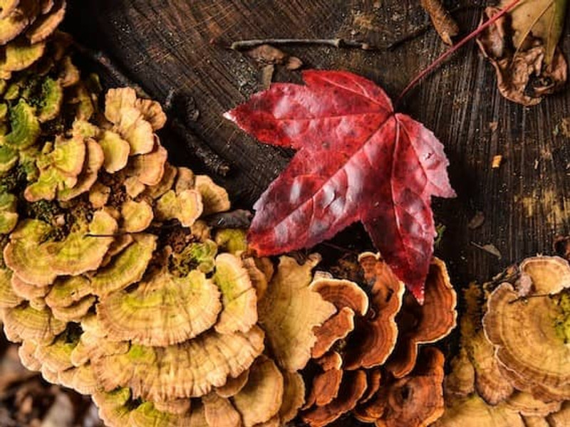 Mushroom Inoculation Guide: A Complete Step-by-Step Process to Successful Cultivation Mushroom Inoculation Guide: A Complete Step-by-Step Process to Successful Cultivation