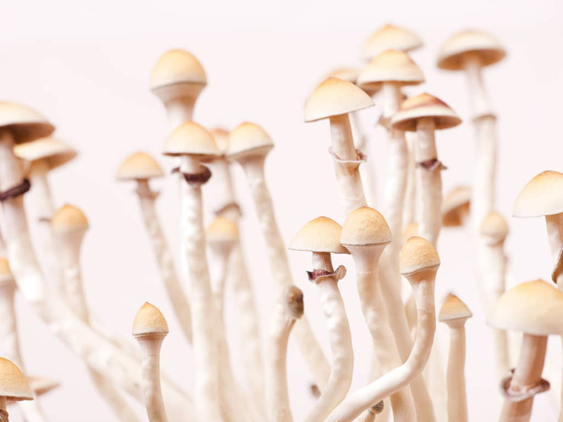 Overcoming Mycophobia: Mushroom Benefits