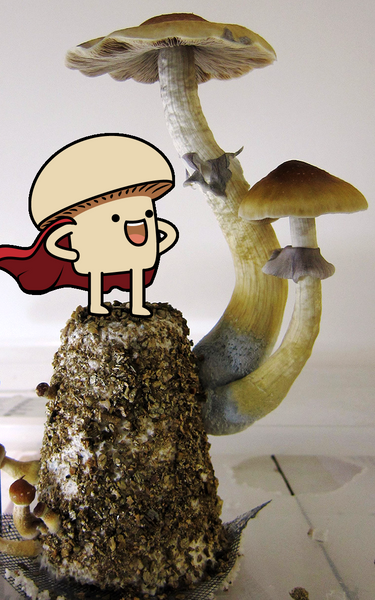 How To Grow Mushrooms The EASY Way (No Sterilization!) 