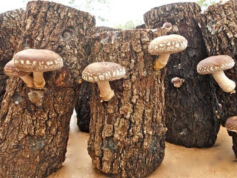 4 Wooden mushrooms