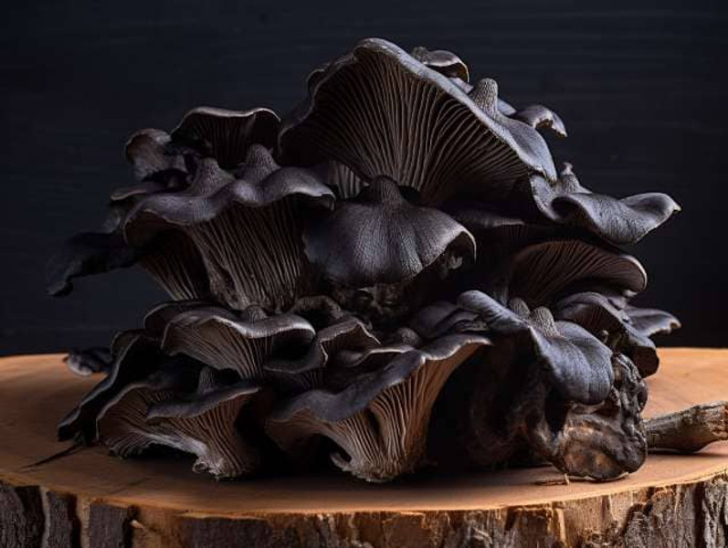 Guide to Black Trumpet Mushrooms: Forage Craterellus Cornucopioides