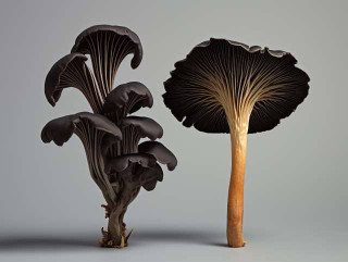 a side-by-side comparison of black trumpet mushrooms and their look-alikes, highlighting distinct features, and distinguishing characteristics of potential impostors