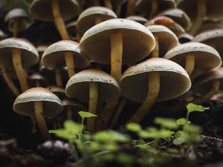 Abundant yield of mushrooms ready for harvest - Supplementation and Yield Strategies for Mushroom Crop