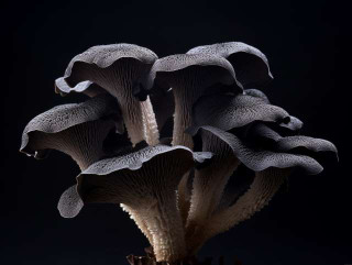 Black Trumpet mushrooms subtly nestled among moss and fallen leaves, and a gourmet dish showcasing these mushrooms in the foreground