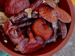 Bucket/container filled with Reishi Mushroom, harnessing bioactive ingredients in edible mushrooms