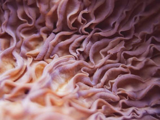 close-up-view-of-the-unique-physical-characteristics-of-a-blue-oyster-mushroom-a-fascinating-experience-in-mushroom-cultivation