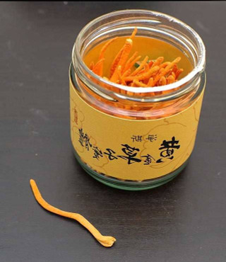 cordyceps-militaris-jar-harvesting-your-cordyceps-from-jars-or-bins-2-