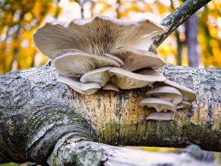 Fresh Oyster Mushrooms growing naturally on a wooden log