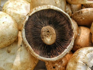 Freshly cultivated mushroom showcasing sustainable production practices for mushroom cultivation