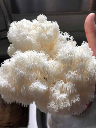 Freshly Harvested Lion's Mane Mushroom