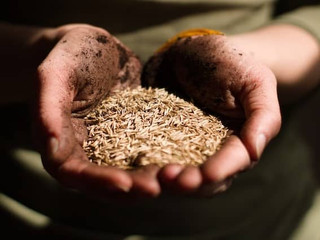 Hand holding grain mushroom spawn for making high-quality grain spawn at home