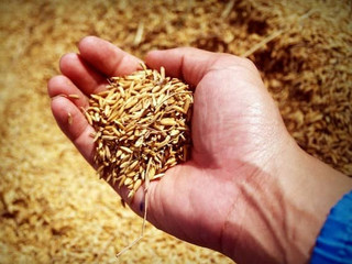 hand-holding-rye-grain-spawn-for-mushroom-cultivation-high-quality-grain-spawn-for-successful-growth