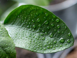 A close-up of humidity on a leaf in nature, representing the ideal conditions of temperature, humidity, and lighting for successful mushroom cultivation.