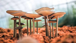 image-of-mushrooms-growing-in-a-green-house-with-optimal-environmental-conditions-for-fruiting-mushroom-growth-in-greenhouse-with-optimal-environmental-conditions