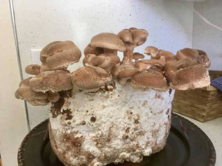 Freshly grown shiitake mushrooms on a sawdust substrate block packed with nutrition