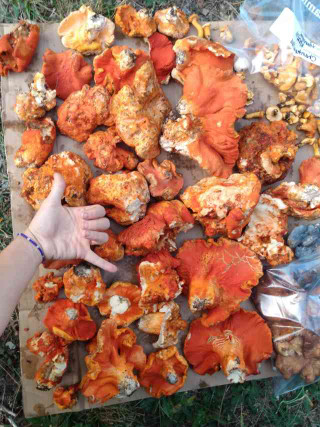 lobster-mushroom-chopped-up-on-a-cutlery-board-the-culinary-versatility-of-lobster-mushrooms