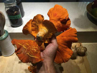 lobster-mushrooms-a-fascinating-fungi-fusion