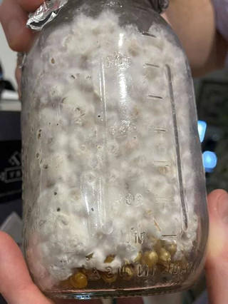 mason-jar-with-mycelium-growth-monitoring-cordyceps-growth-in-jars-or-bins-2-