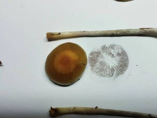 Mushroom cap with gills down on white paper - Step-by-Step Process of Making the Perfect Mushroom Spore Print