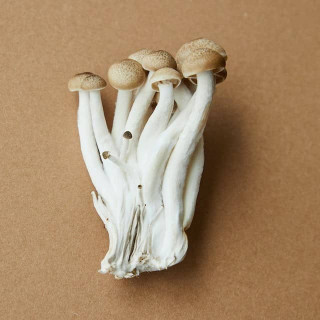 mushroom-fruting-body-mushroom-extracts-mycelium-vs.-fruiting-body-which-one-is-better-for-optimal-health-2-