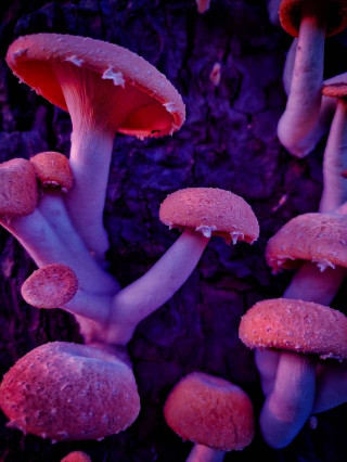 mushrooms-growing-in-microgravity-fungal-adaptations-to-microgravity-implications-for-space-colonization