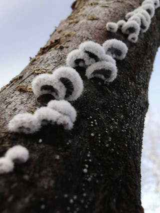 mushrooms-growing-up-the-side-of-trees-learning-from-previous-successful-inoculations-different-trees-different-mushrooms