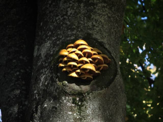 mushrooms-inoculated-into-a-tree-and-growing-post-inoculation-care-ensuring-success-in-mushroom-cultivation