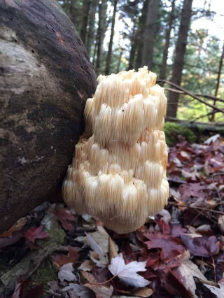 Optimal Fruiting Conditions for Lion's Mane Mushroom Growth on Substrate Log