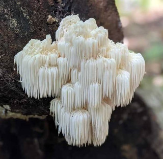 Outdoor cultivation of Lion's Mane mushrooms on a hardwood log