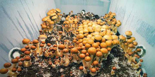 penis-envy-mushrooms-growing-and-fruiting-in-a-monotub-explore-common-strains-and-geographic-distribution.jpg