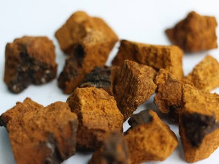 pieces-of-chaga-fungi-chaga-mushroom-s-health-benefits