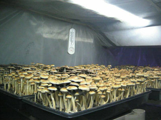 psilocybe-cubensis-mushroom-farm-discover-the-distribution-morphology-and-strains-of-these-fascinating-mushrooms