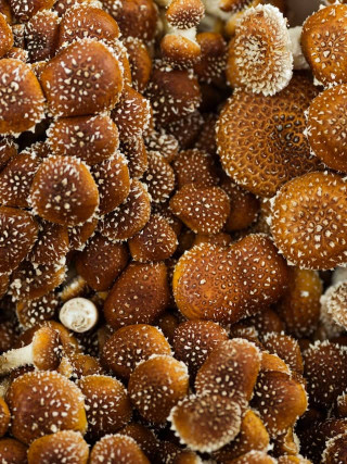 Medicinal properties of freshly harvested shiitake mushrooms