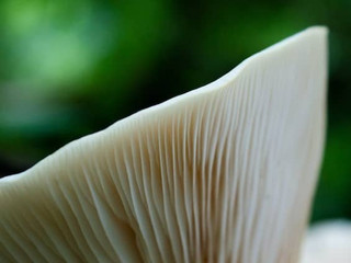 sideways-view-of-a-blue-oyster-mushroom-displaying-its-gills-showcasing-its-distinctive-appearance-and-culinary-delight
