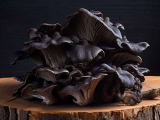 the distinguishing features of black trumpet mushrooms, their funnel-shaped caps, wavy edges, and deep, black color. with their delicate, brittle texture, and their trumpet-like appearance