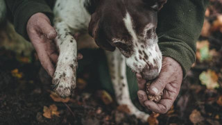 truffle-dog-hunting-mushrooms-learn-how-to-find-magic-mushrooms-through-their-distribution-and-habitat