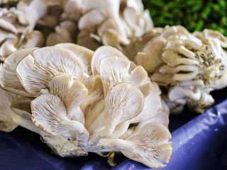 Variety of Oyster Mushrooms on a kitchen table for mushroom exploration