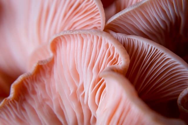 pink oyster mushroom growing & fruiting for abundant yields