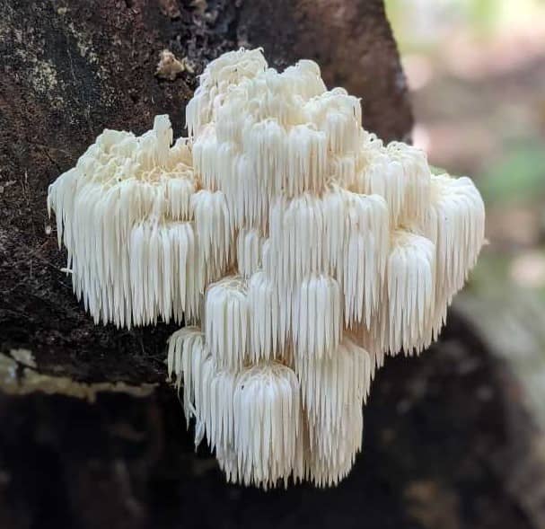 Grow Lion's Mane Mushrooms at Home Ultimate Guide to Growing