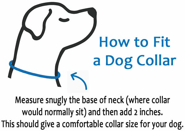 how-to-fit-a-dog-collar1.jpg
