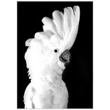 Fine Feathers Framed Canvas by Linens and More