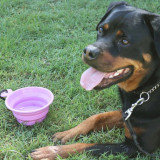 Collapsible Travel Bowl by White Magic